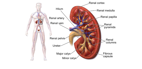 Ch. 11&12 What Do You Know About Kidney Flashcards